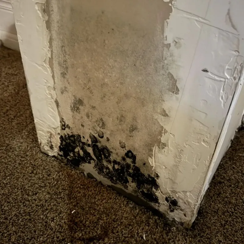 Professional Mold Removal in Bath, ME